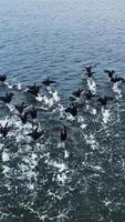 Flock of black ducks flying low over the water and making splashes. Grey water surface background. Vertical video