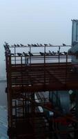 Metal tower with equipment overlooking the huge silo tanks. Flock of pigeon sitting on the rails of the tower. Up-to-date elevator plant area in foggy weather. Circle footage. Vertical video