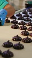 Woman worker at the confectionery factory packing marshmallows. Employee takes the sweets from conveyor and puts them into box. Vertical video