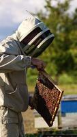 Beekeeper in special outfit looks at full frame coated with bees. Man shoves the frame into hive and shakes off the insects. Blurred nature backdrop. Vertical video