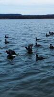 patos corrida de água superfície e deixando branco água salpicos atrás. rápido movimento sobre a rio. cinzento água pano de fundo. vertical vídeo video