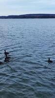 ankor flock segling över de sjö. Drönare antal fot. fåglar påfrestande till fly rädd förbi Drönare. vid vatten på de bakgrund. vertikal video