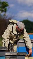 Adult male apiarist working at apiary. Beekeeper extracts full frames and replaces them into empty ones. Nature backdrop. Vertical video