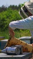 Apiarist pulls the honey comb frame out of hive with bare hands. Beekeeper looks at the heavy frame full of bees on it. Apiary against nature background. Vertical video