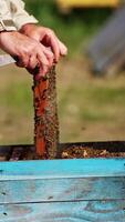 Beekeeper's hands pull the frame out of hive. Apiarist looking carefully at the frame totally covered with worker bees. Vertical video