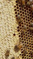 Bee swarm on top of the honey frame. Full honey comb with half of the cells sealed. Honeycomb with bees background. Close up. Vertical video