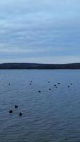 Black ducks floating on the water surface. One bird rises into the air and flies a little over the water. Waterfront covered with forests at the backdrop. Vertical video