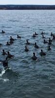 Dabbling ducks gathering together on the water surface. Drone footage of wild birds trying to escape from camera. Dark water background. Vertical video