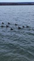 Black ducks with white beaks and tails on the lake. Some scared birds rise into air and fly away a little. Forestry at the background. Vertical video