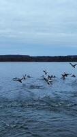 Wild ducks flying over the water surface. Groups of birds descending on water and then rising again. Cloudy sky and grey water background. Vertical video