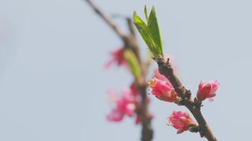 floreciente melocotón árbol en el jardín. rama con hermosa rosado primavera albaricoque flores en un árbol. cerca arriba. video