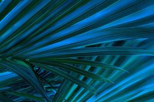 tropical palma hoja oscuridad, resumen verde antecedentes con oscuro tono texturas foto