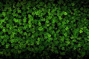 Pattern of green leaves, background of water clover or leaf shamrock photo