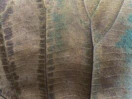 Abstract background. teak leaf bone motif photo
