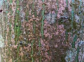Bark with moss and resin stains on tree trunk photo