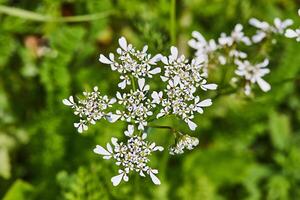 Blooming wild flowers on background of green grass, spring photo