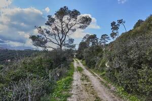 Peaceful green hills with a path and a cloudy blue sky landscape with colorful flowers photo