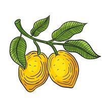 lemon hand drawn engraved sketch drawing vector