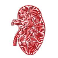 hand drawn human kidney drawing reverse illustration with out line vector