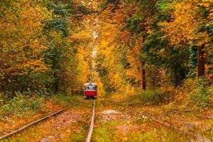 Autumn forest through which an old tram rides Ukraine photo