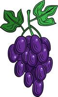 uvas Fruta mano dibujado grabado bosquejo dibujo vector