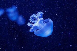macro of a beautiful jellyfish rhizostoma pulmo photo