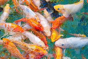 macro koi fish carps in water photo