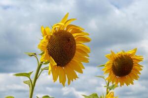 Beautiful field of yellow sunflowers on a background of blue sky with clouds photo