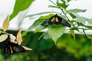 macro beautiful butterfly Troides radamanthus photo