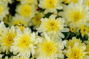 multi-colored flower beds of beautiful chrysanthemums photo