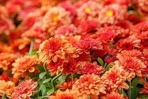 multi-colored flower beds of beautiful chrysanthemums photo