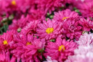multi-colored flower beds of beautiful chrysanthemums photo