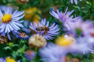 beautiful flowers on which a wasp sits photo