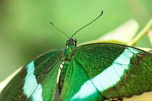 macro beautiful butterfly Papilio palinurus photo