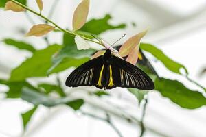 macro beautiful butterfly Troides radamanthus photo