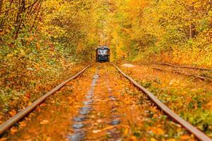 Autumn forest through which an old tram rides Ukraine photo