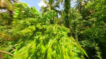 volo attraverso il lussureggiante tropicale foresta pluviale nel Tailandia video