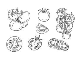 Doodle hand drawn contour set with tomatoes. Sketchy black contour cut and whole vegetables on white background. Ideal for coloring pages, tattoo, pattern vector