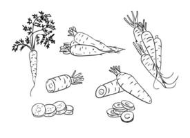 Set of hand drawn sketchy outline carrots. Doodle black contour whole vegetables and piece of, bunches on white background. Ideal for coloring pages, tattoo, pattern vector