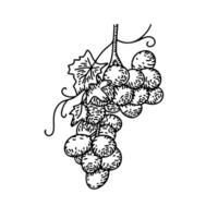 Hand drawn grapes bunch in engraved style. Summer food engraved style illustration. Detailed vegetarian sketch. Great for label, poster, print, menu vector