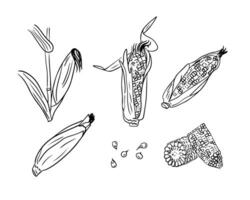 Set of black outline sketchy drawings of corn cobs. Contour doodle illustrations of cob of corns on white background. Healthy eating concept. Ideal for coloring pages, tattoo, pattern vector