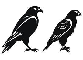 Falcon black Silhouette vector, white background. vector