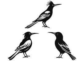 Hoopoe black Silhouette vector, white background. vector