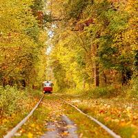 Autumn forest through which an old tram rides Ukraine photo