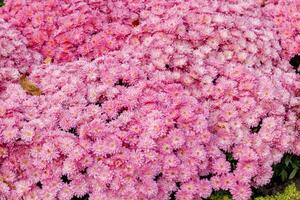 multi-colored flower beds of beautiful chrysanthemums photo