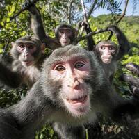 AI generated Closeup of Chinese mountain monkeys photo