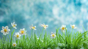 AI generated Close up of spring flowers with green grass on blured light blue background, Spring background for banner or card photo