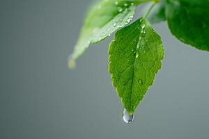 AI generated Serene Droplets Dance on Vibrant Green photo