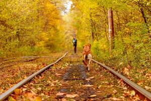 otoño bosque mediante cuales un antiguo tranvía paseos Ucrania y rojo perro foto