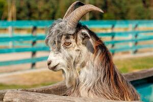 Beautiful goat with horns in the farm photo